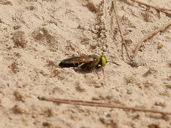 Tachysphex albocinctus