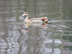 Alopochen aegyptiaca