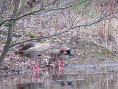 Alopochen aegyptiaca