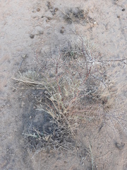 Mimosoideae