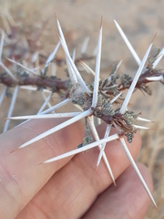 Mimosoideae