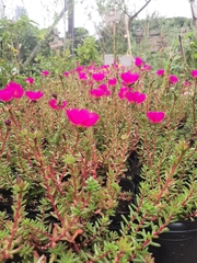 Portulaca gilliesii