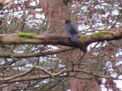 Turdus merula