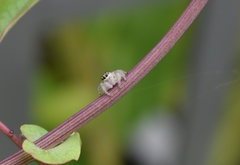 Megafreya sutrix