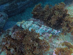 Thysanophrys cirronasus