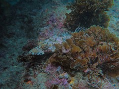 Thysanophrys cirronasus