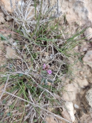 Polygala rupestris
