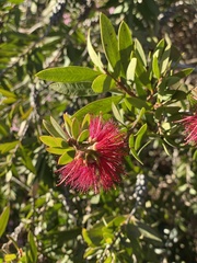 Melaleuca