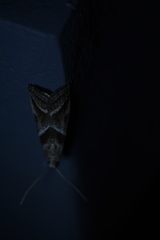 Nyctegretis triangulella