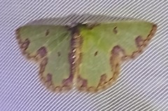 Synchlora xysteraria