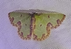 Synchlora xysteraria