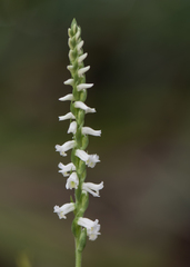Spiranthes odorata