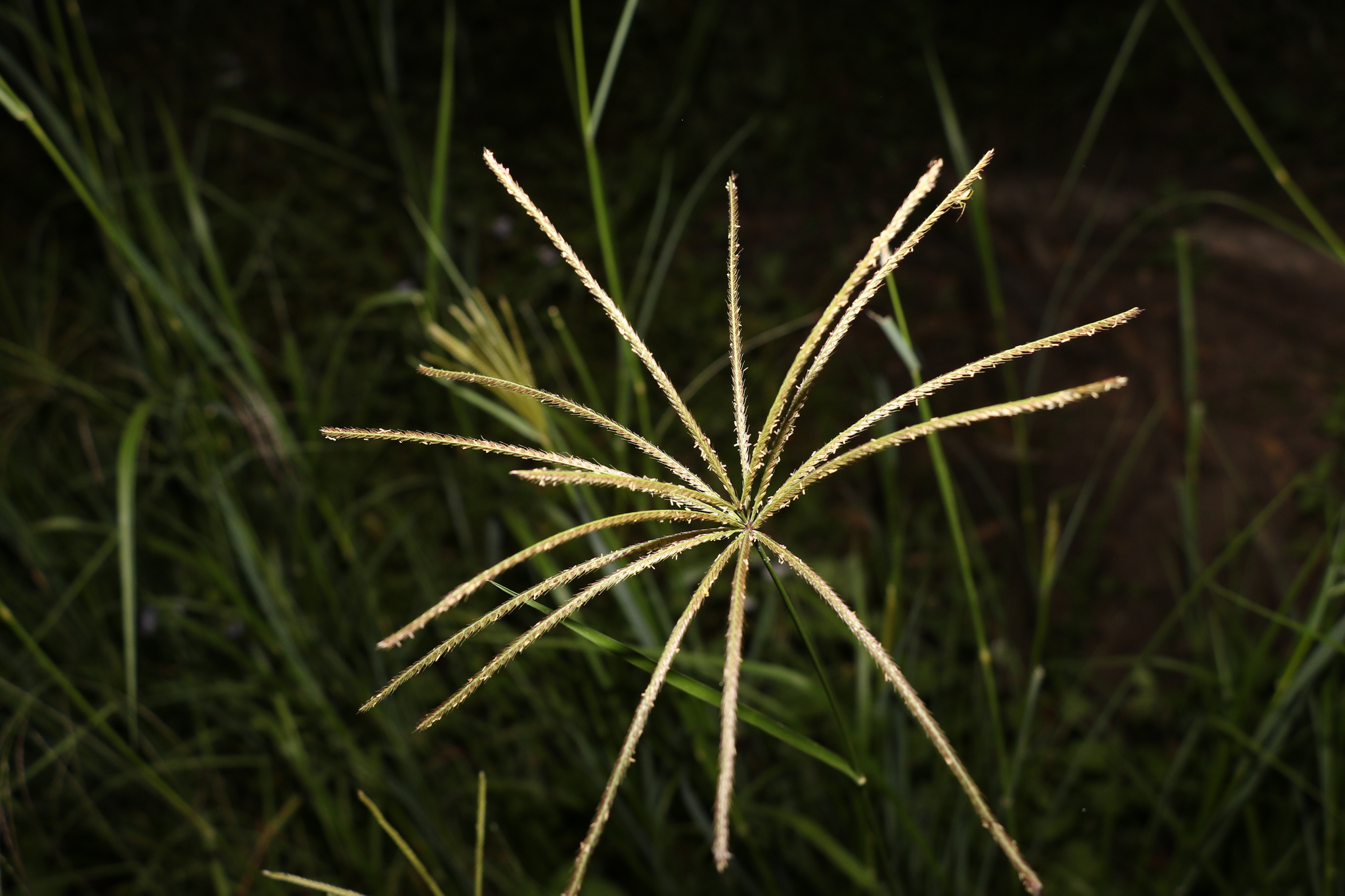 Chloris gayana