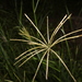Rhodes Grass - Photo (c) Greg Tasney, some rights reserved (CC BY-SA), uploaded by Greg Tasney