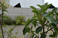 Ficus luschnathiana