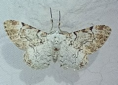 Thyrinteina arnobia