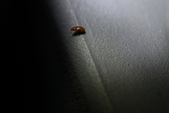 Atomaria lewisi