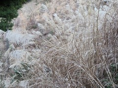 Miscanthus sinensis