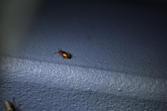 Atomaria lewisi