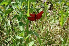 Neurothemis manadensis