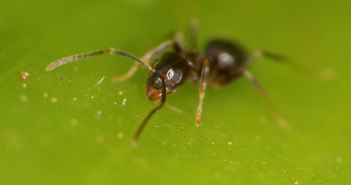 Nylanderia natalensis