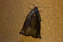 Archips arcanus