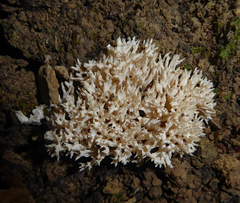 Scytinopogon pallescens image