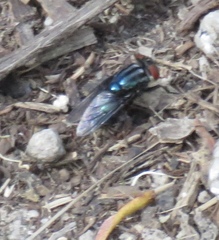 Compsomyiops callipes