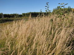 Alnus hirsuta