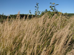 Alnus hirsuta