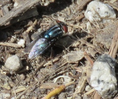 Compsomyiops callipes