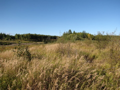 Alnus hirsuta