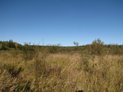 Alnus hirsuta