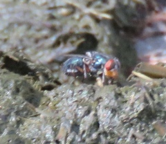 Compsomyiops callipes