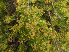 Mimosa pilulifera