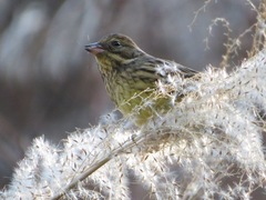 Emberiza personata