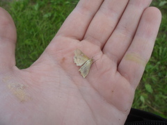 Loxostege turbidalis