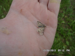 Loxostege turbidalis