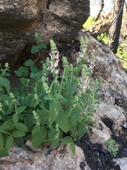 Stachys ajugoides