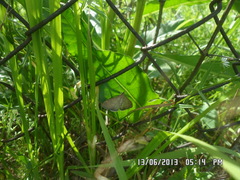 Anania fuscalis