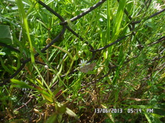 Eupithecia pygmaeata