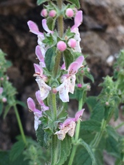 Stachys ajugoides