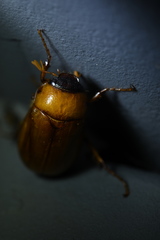 Pseudosymmachia impressifrons