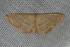 Scopula hypochra