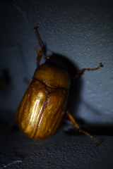 Pseudosymmachia impressifrons