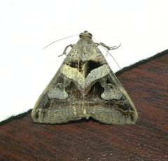Melipotis florida