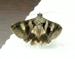 Melipotis florida