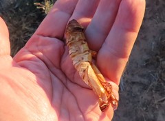 Abantiades atripalpis