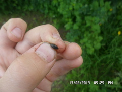 Hymenalia
