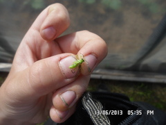 Pachyprotasis nigronotata